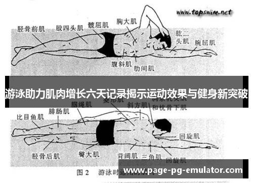 游泳助力肌肉增长六天记录揭示运动效果与健身新突破